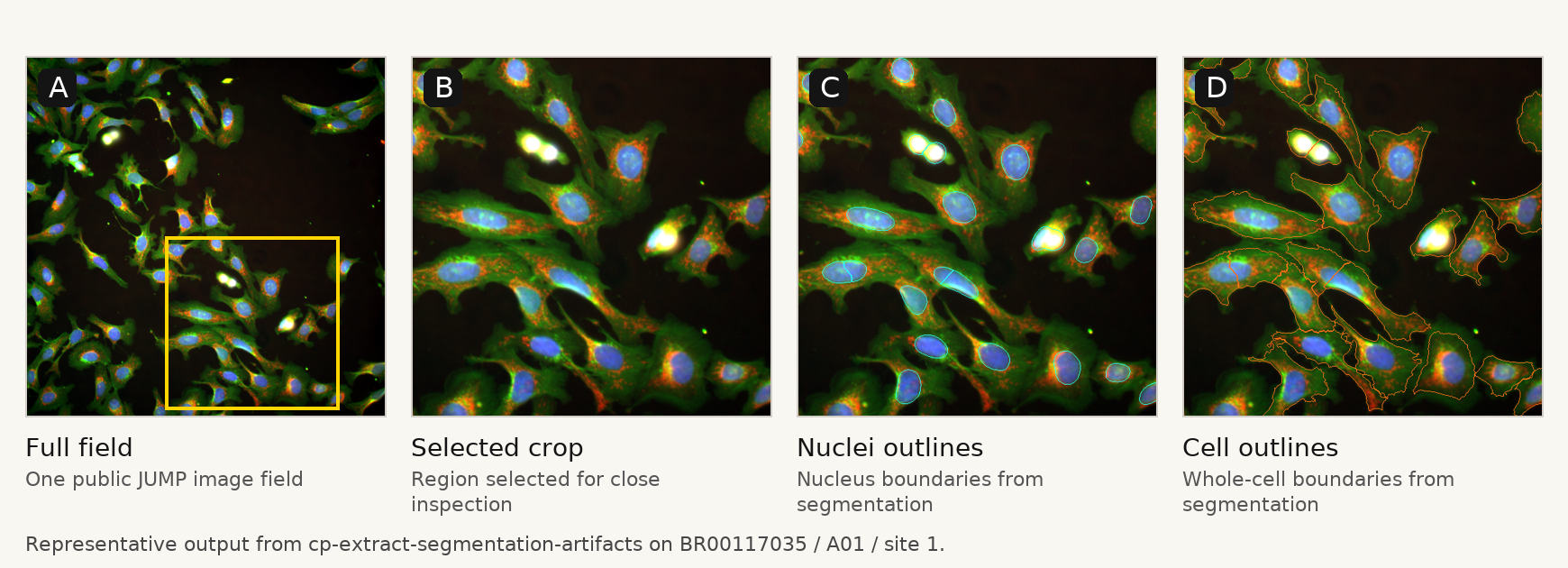 Representative segmentation output for one real Cell Painting image